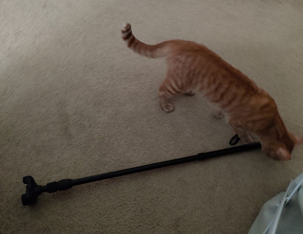 Orange tabby cat inspecting a cane that he just knocked over.