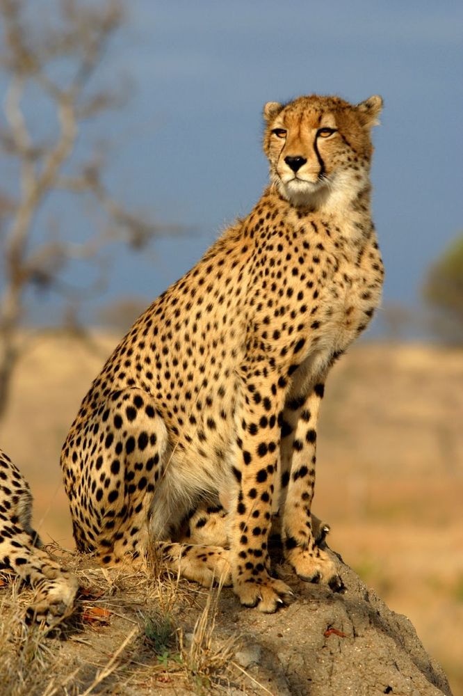 Image of a cheetah sitting on a rock and looking off into the middle distance