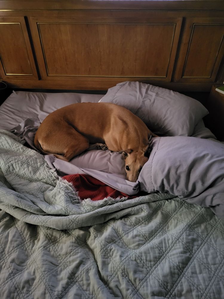 Prince the greyhound sneaking into our bedroom to get on our bed. He has pulled the covers down to snuggle next to our pillows.
