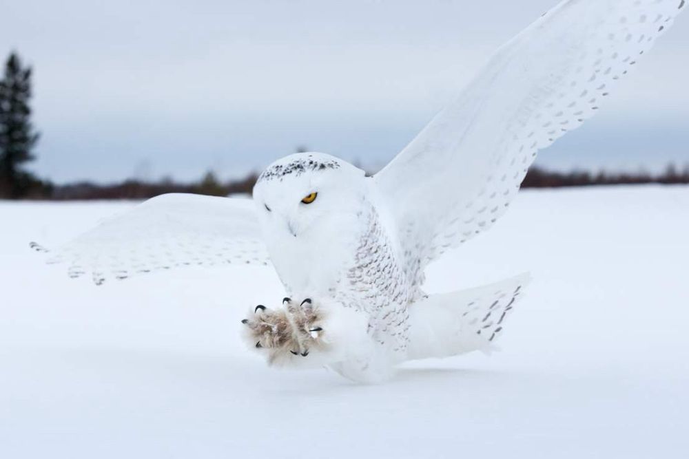 A large snowy owl coming in for a landing with claws and wings extended.