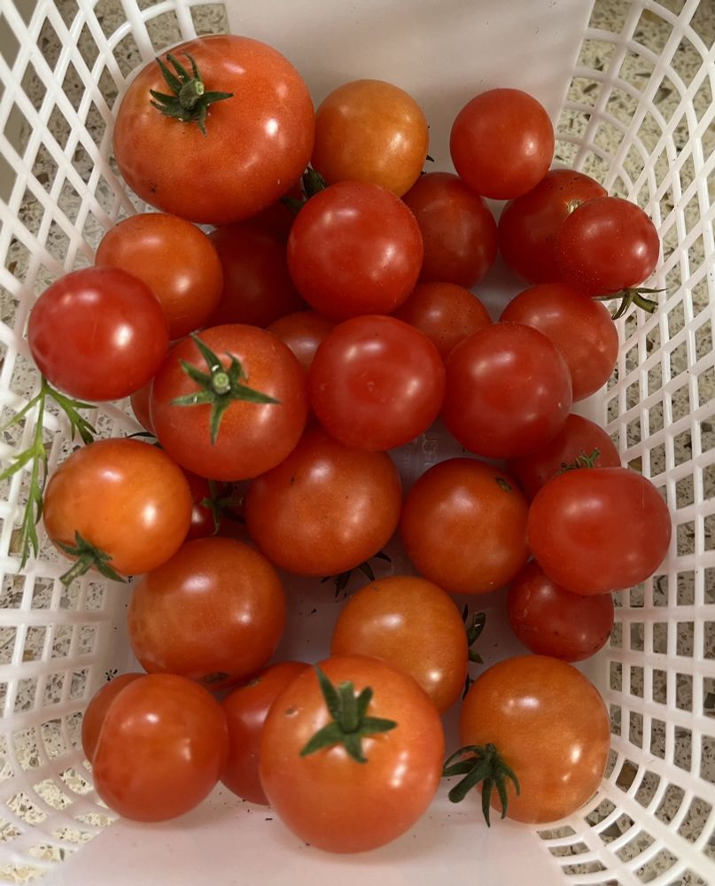 A white plastic basket filled with vibrant red tomatoes, small ones, with dark green stems visible on a few of them. Viewed from the top and tightly cropped.