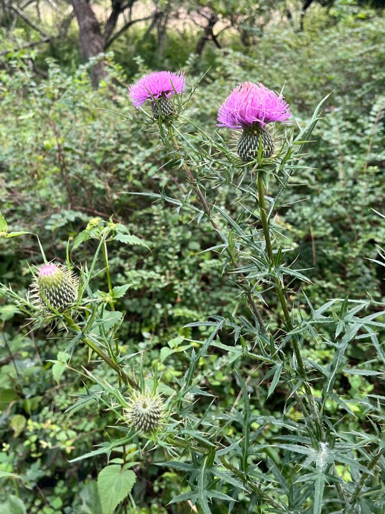 Four field thistles, two at the top of the picture have bloomed with lovely pink fluff, the other two at bottom left are still tightly closed. All four are on stems that are covered in thorns. Look but don’t touch!