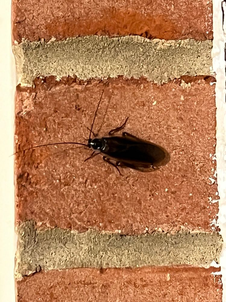 A large black Pennsylvania Wood Cockroach clings to an interior brick wall.