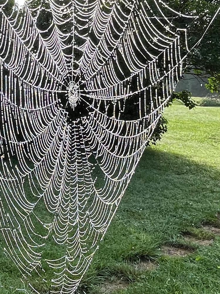 An unoccupied spiderweb radiates out from a center circle in the left middle of the frame; row upon row of white strands. It is not new as several gaps appear in the fragile structure. In the background is a green lawn with overgrown stepping stones leading off to the right.