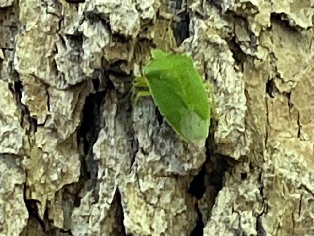 Green stink bug clinging to a tree