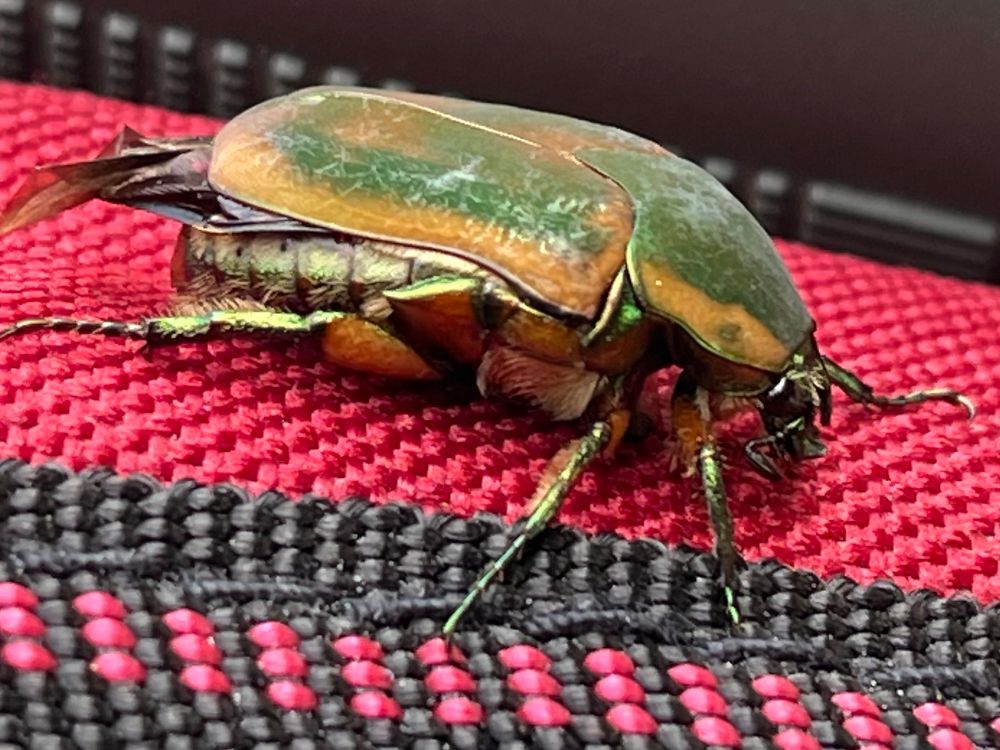 Close up of a june bug sitting on a red camp chair