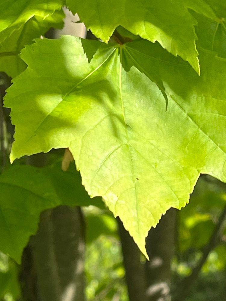 One young maple leaf in the sunlight fills most of the frame with a fresh green hue. Finger-like shadows creep across the top of the leaf. Behind it, out of the sun, are dark green leaves. In the background are two tree trunks amid the dappled greens of the forest.