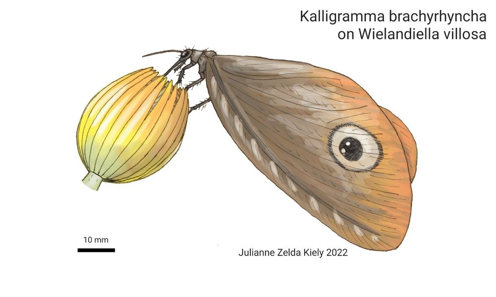 A brown butterfly or moth-like insect with an eyes pot on its wing sitting on a yellow flower like cone.