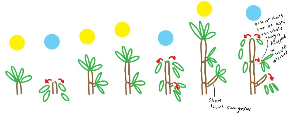 a very simple cartoon line drawing showing the growth of this plant