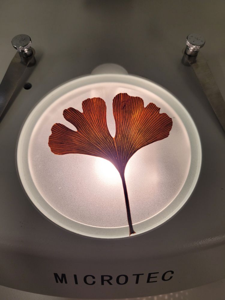 A Ginkgo leaf of a microscope being back-lit.