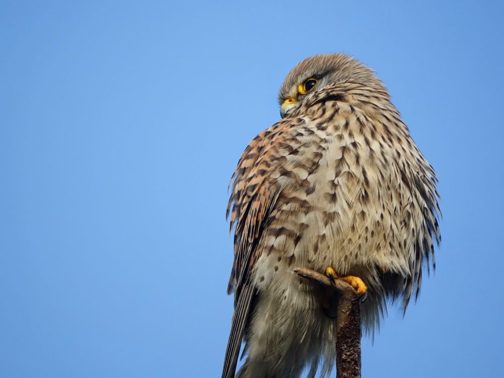Kestrel/Turmfalke