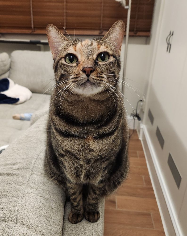 A tabby cat sits on the back of a gray couch looking at the person taking the photo. 