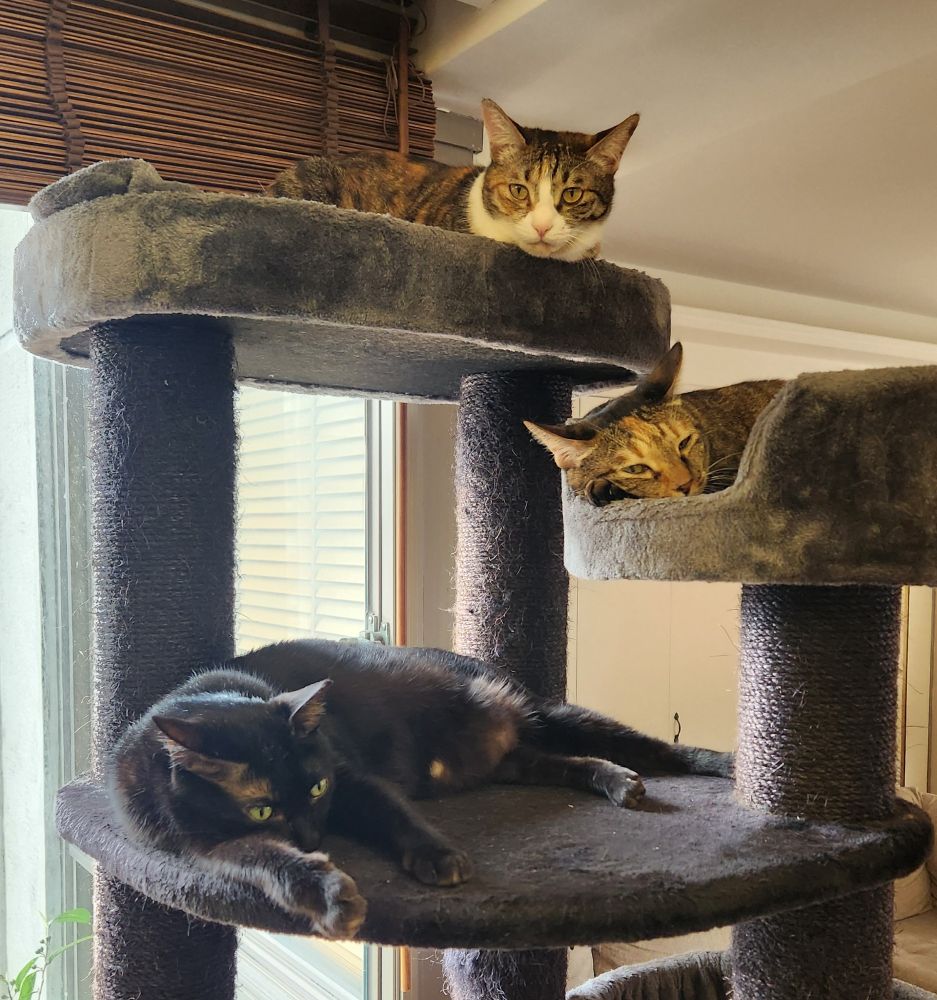 Three cats lounge, each on their own platform of a navy blue cat tree. 