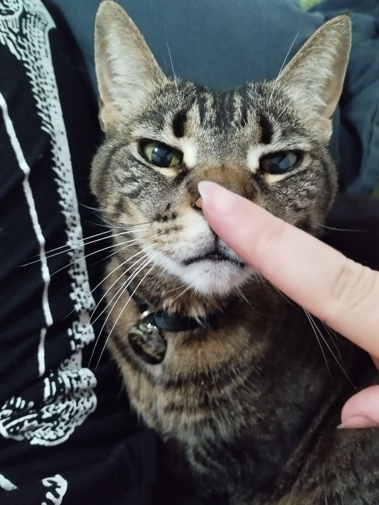 A mesma gata rajada em tons bege, mel e marrom, olhando agora para o dedo da dona que está sob o nariz da gata, no meio da foto. A gata permanece num cantinho entre a perna de sua dona e edredom.