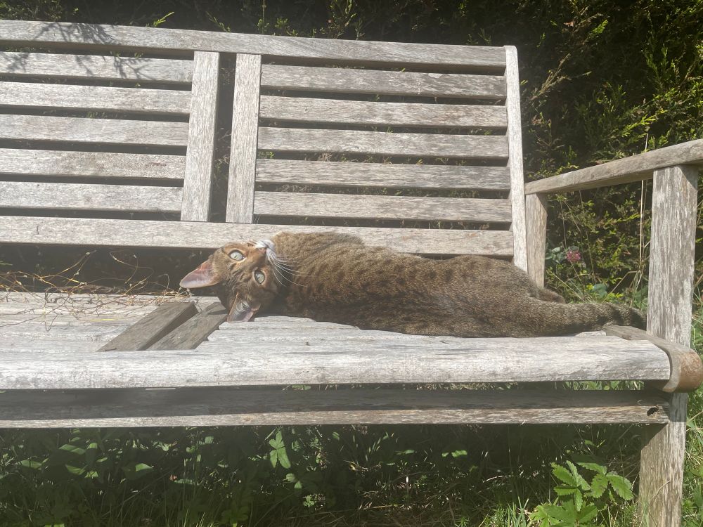 Serengeti cat lies on a bench in the sun, her back to the camera and head turned backwards so as to appear upside down. 