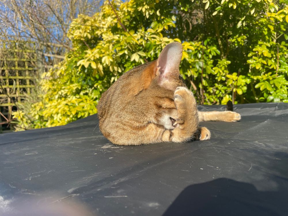 Kitty shies away from camera by putting her paw in front of her face.