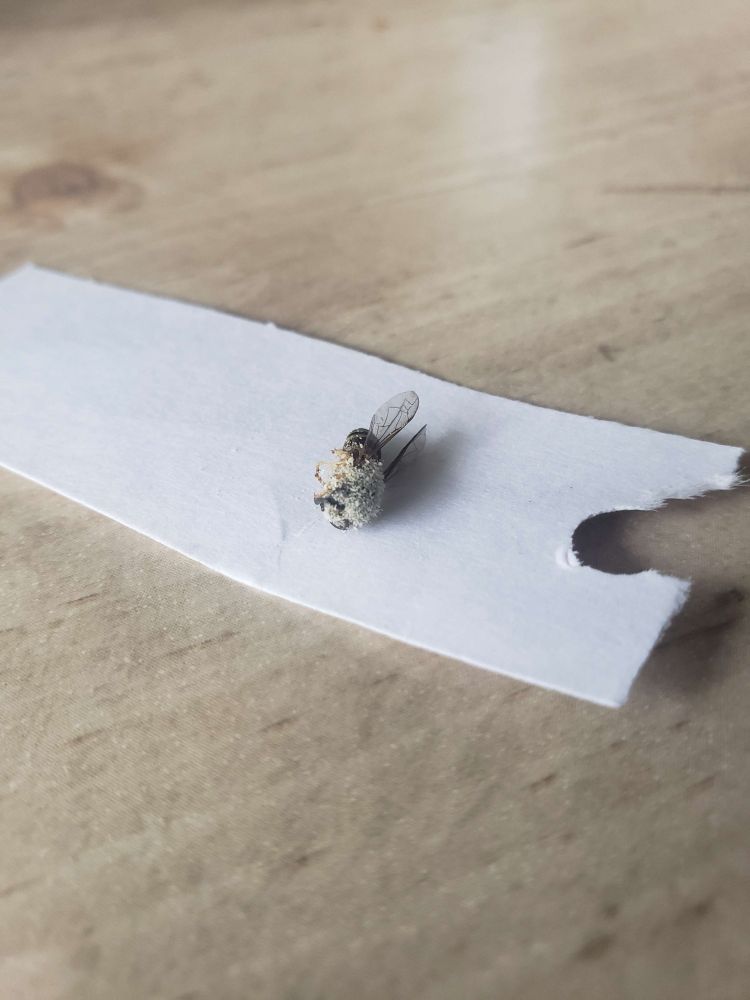 A dead wasp laying on a piece of paper on a desk, the wasp is encrusted with a layer of powdered DMT freebase along the front half.