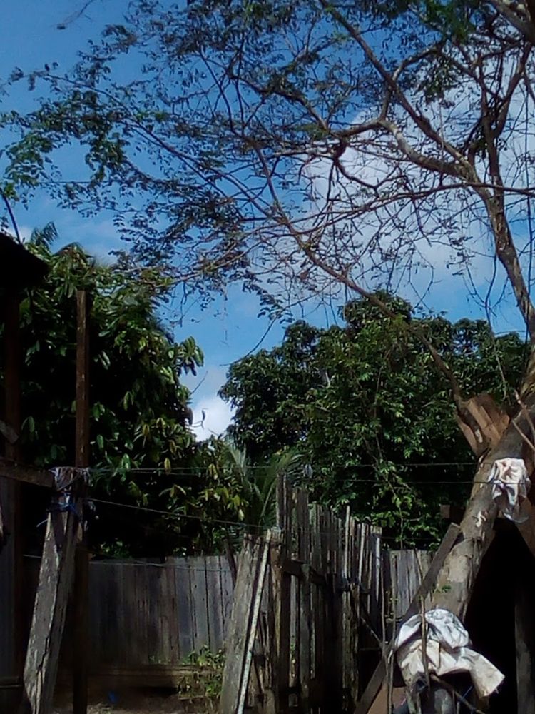 Foto de Placas, Pará