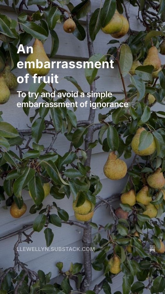 A picture of a pear tree next to a house, with a lot of pears