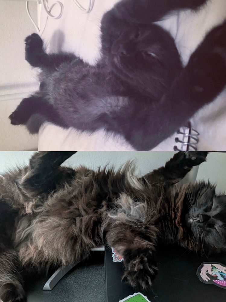 Two pictures of the same fluffy black. Top image shows him as a kitten napping on his back stretched out. The bottom image shows a him as an adult cat in a similar position 