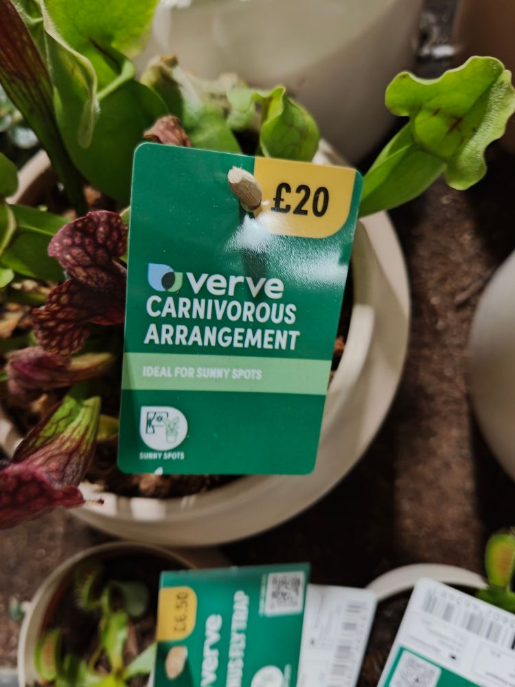 A plant with a sign saying carnivorous arrangement