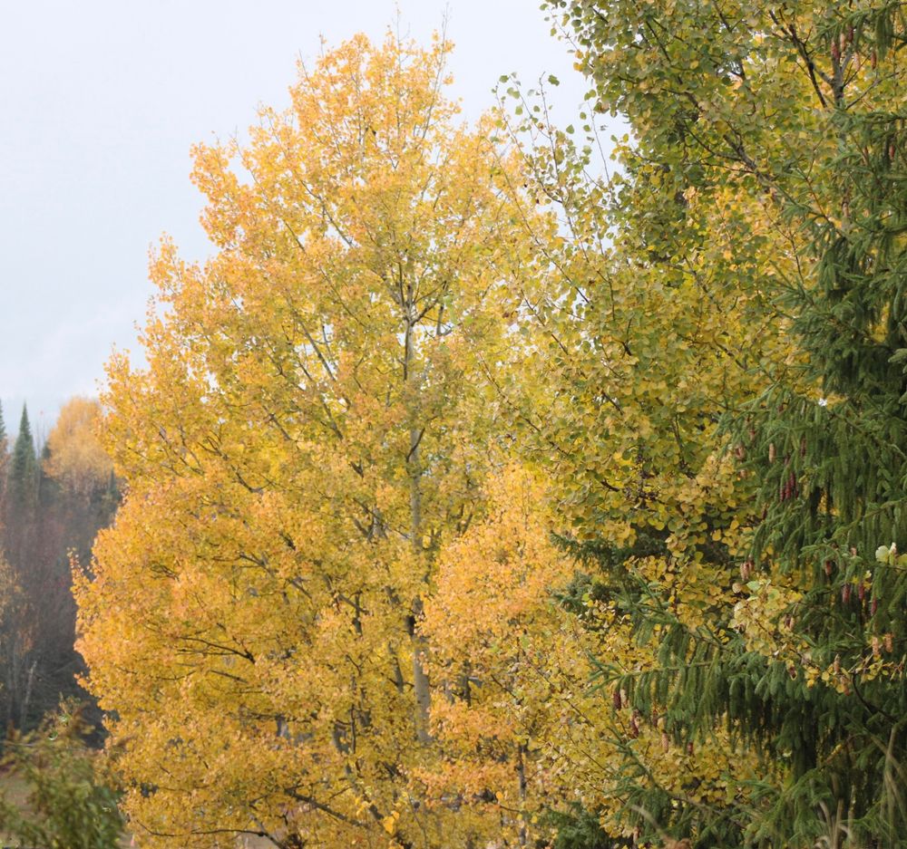 Arbre  arborant un feuillage jaune 