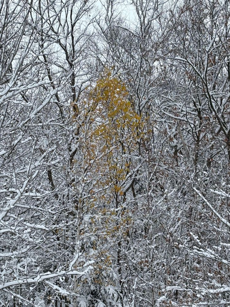 Forêt enneigée avec au centre un arbre au feuillage doré 