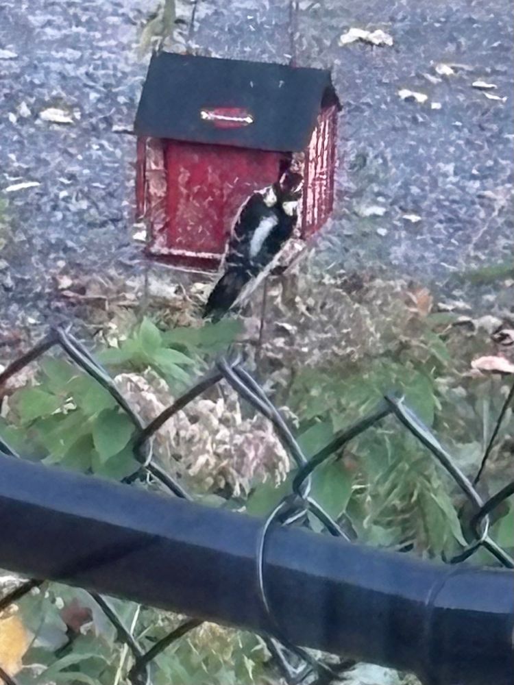 Pic chevelu en train de picorer un bloc de suif 