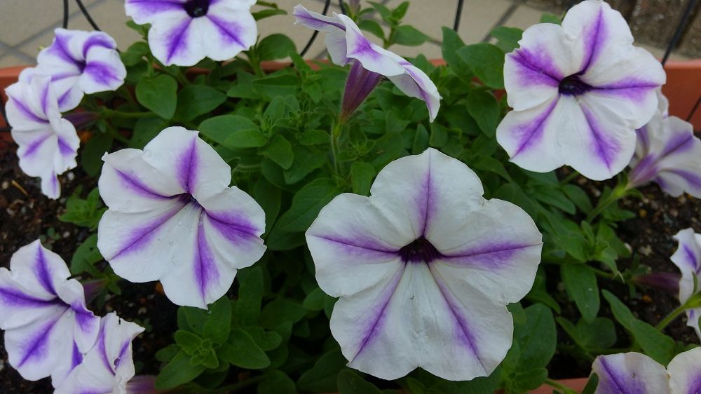 サフィニアアート るりいろ風ぐるま