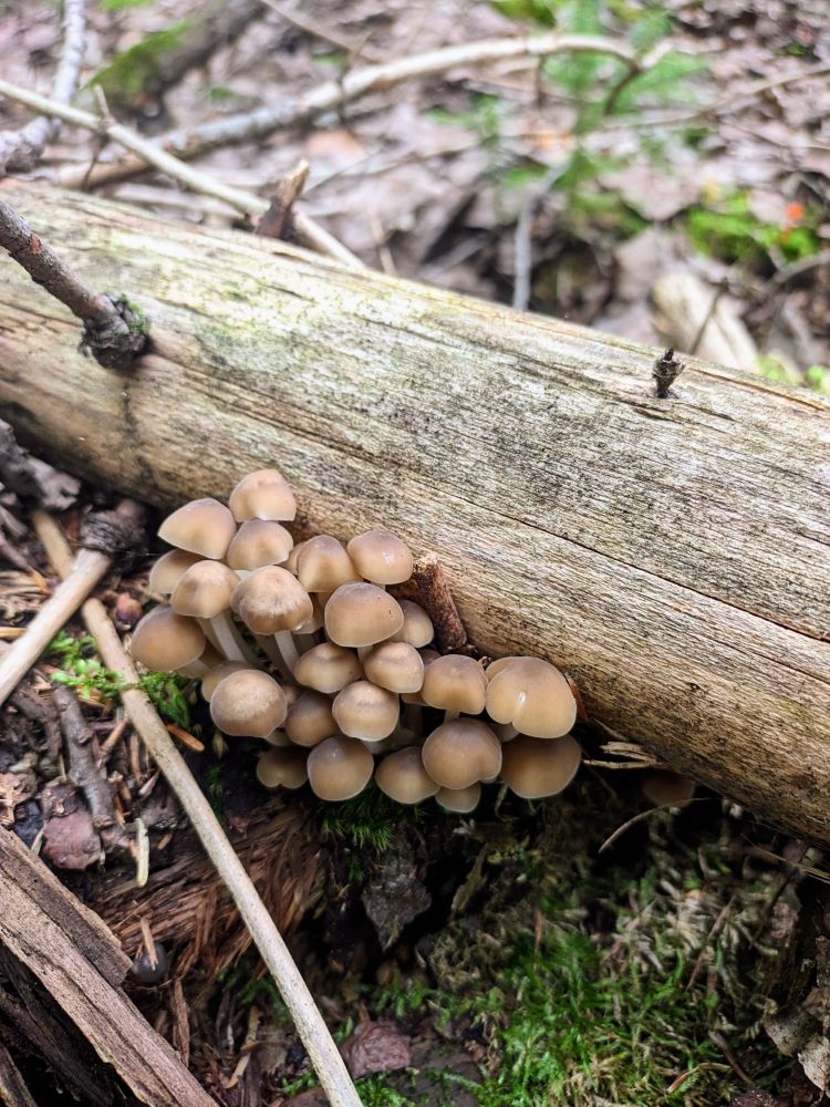 A photo of the same type of mushrooms as the previous image, this time growing out underneath from a log