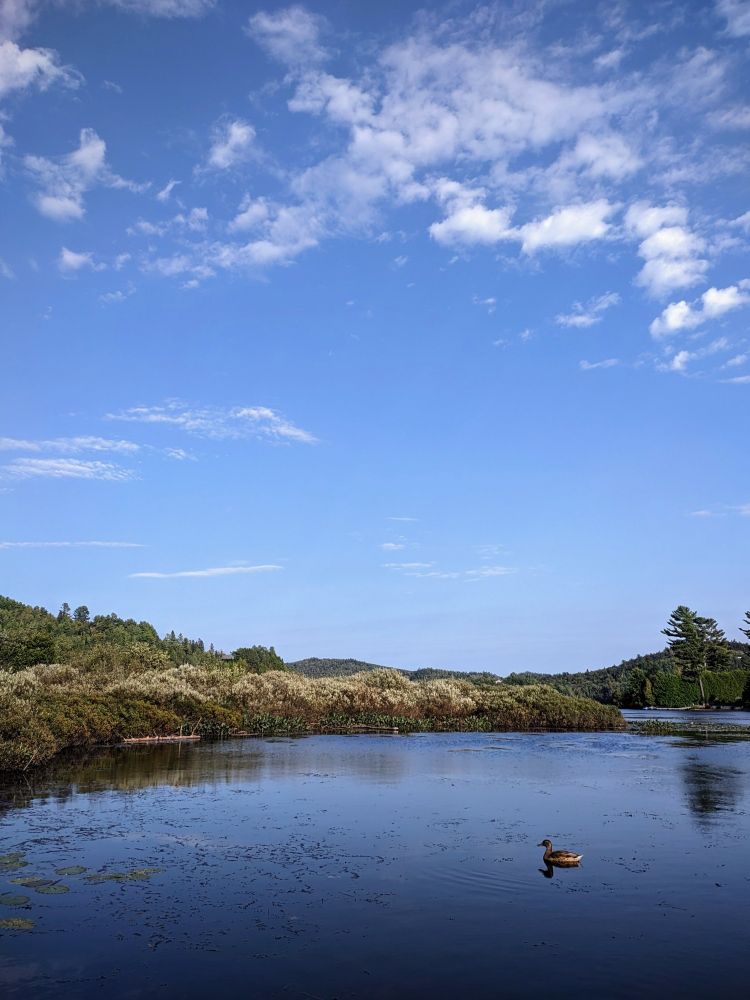 A mallard sits alone in a small bay of a lake. The duck is in the bottom right and is small in the frame. On the other side of the bay is a small peninsula covered in bushes and vegetation, further behind some low lying mountains covered in trees are visible. Above the sky is blue and dotted with small white clouds