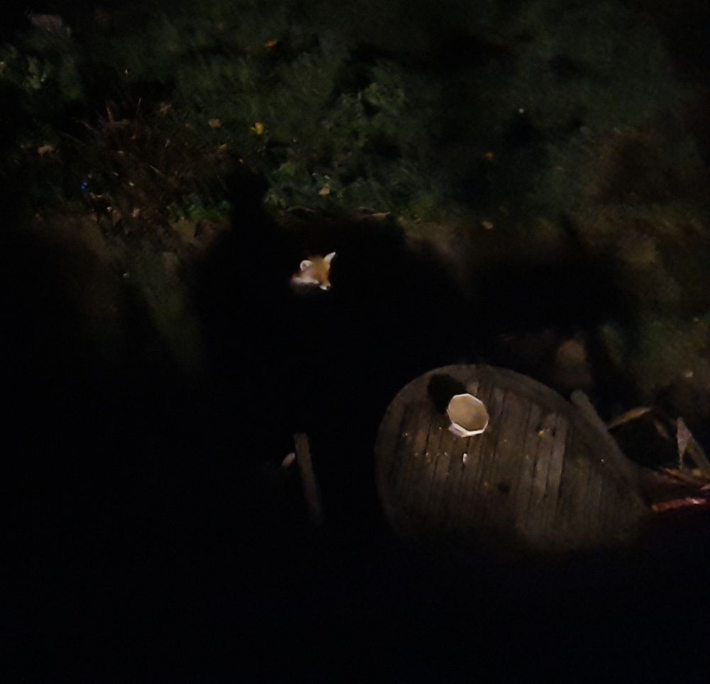 Dark garden in the early hours of the morning. Wooden table lit by light from inside house, fox sits in shadow of the table. Can just see his head in the light from the window as he watches the house. 