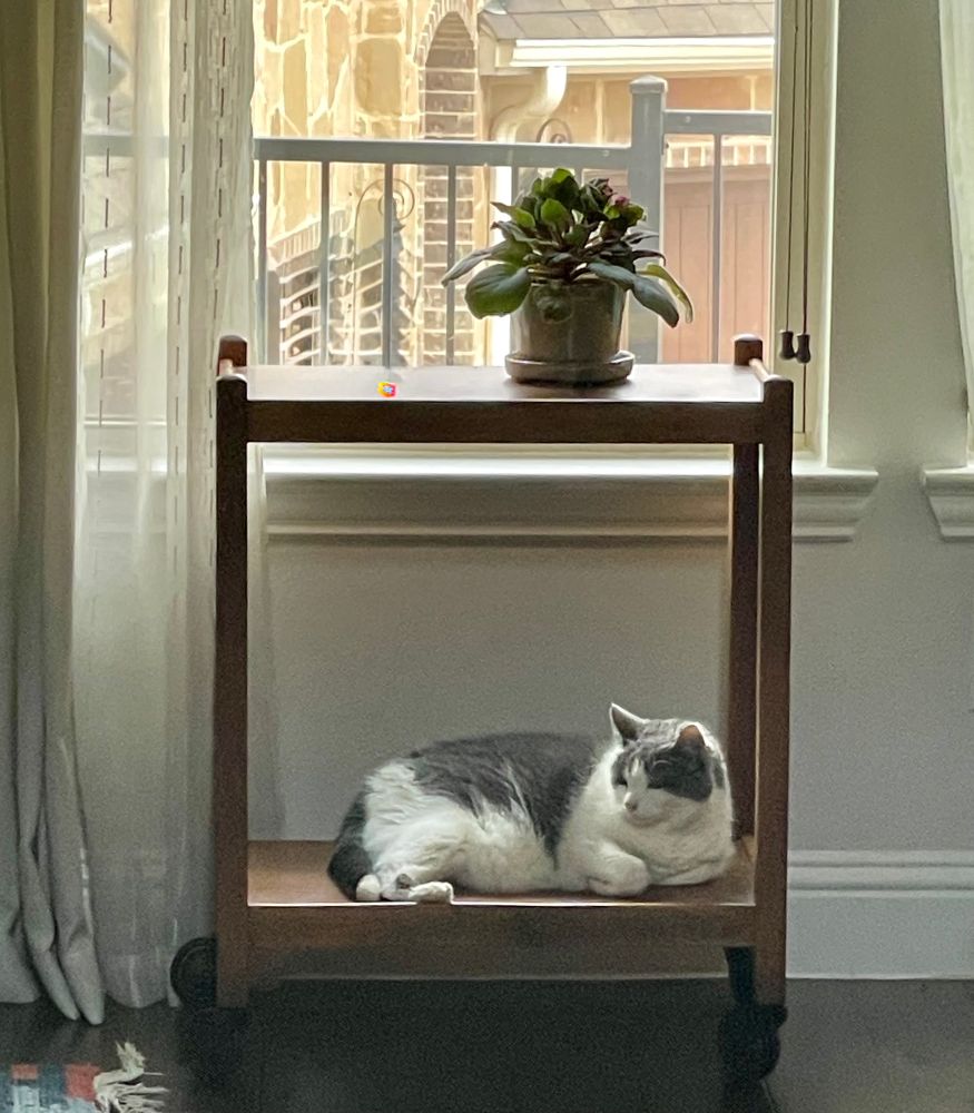 White and gray cat resting on the bottom shelf of an antique tea tray. 