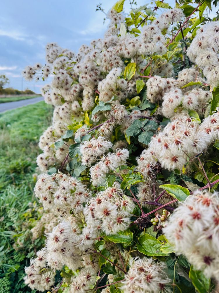 Fluffy white ‘old man's beard’ (Clematis vitalba) on a bush by the side of a road 