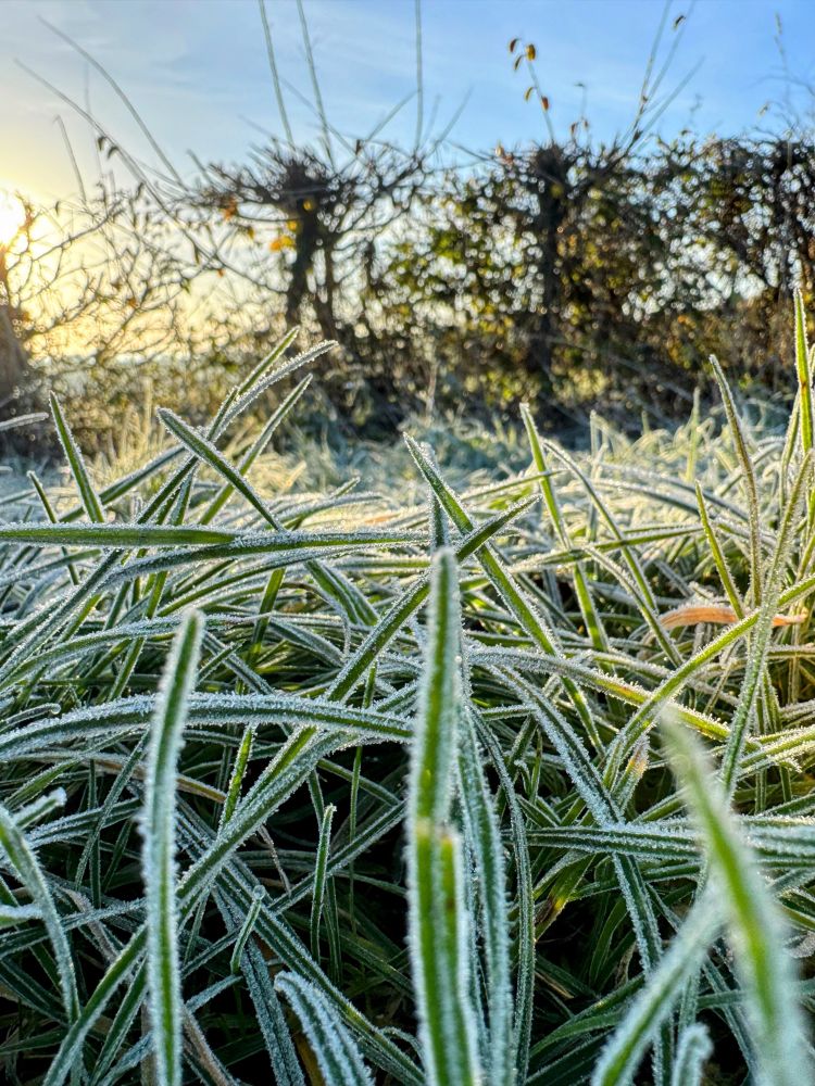 A low-angle photo showing frozen blades of grass with the winter sun in the background 