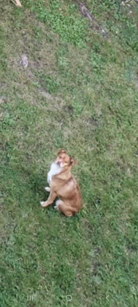 Nahaufnahme des Hunds Remus, er sitzt auf dem Rasen und schaut nach oben zur Kamera 