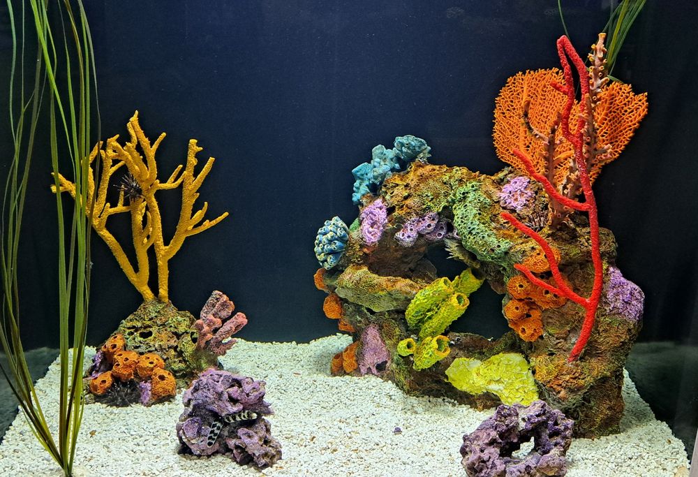 Orange, teal, purple green and yellow-brown corals provide a brilliant home for some tiny eel like creatures. (I need to pay closer attention to the signage next time I guess) 