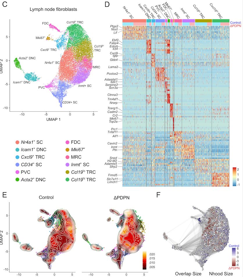 single cell RNAseq data showing shifts in fibroblast phenotypes after genetic deletion of Podoplanin in lymph node stroma.