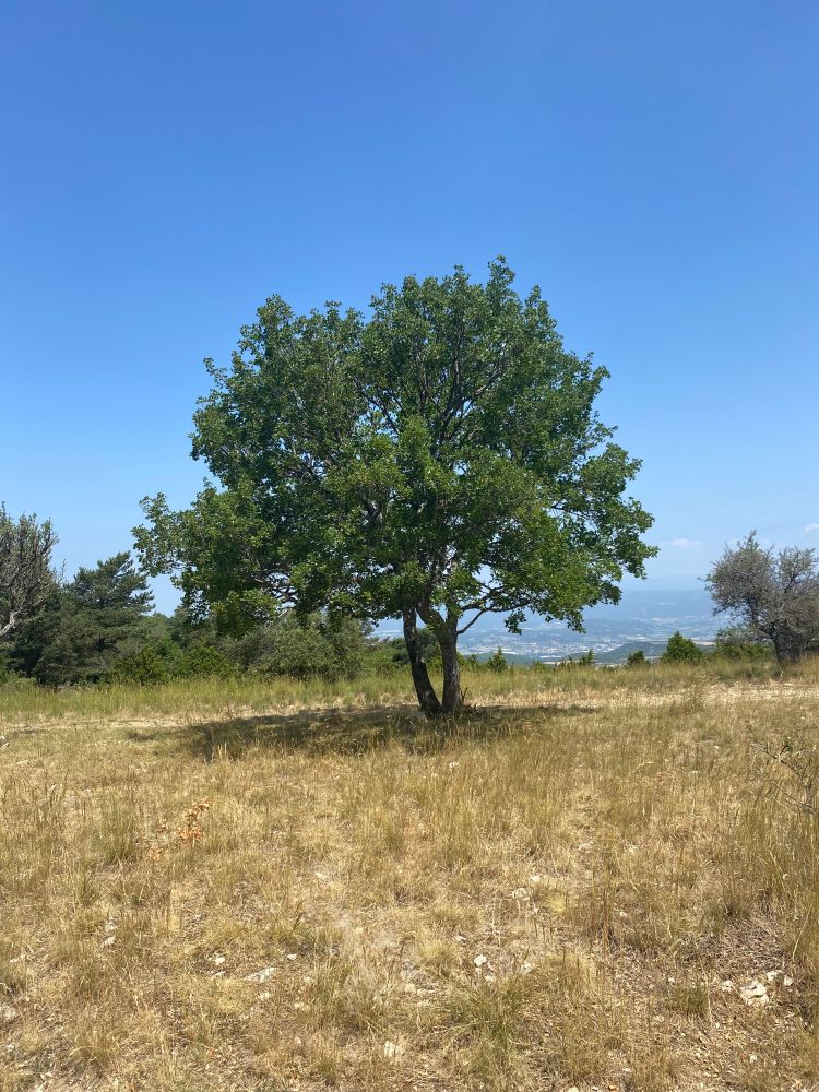 A medium seized tree below a blue sky. Near Sivergues