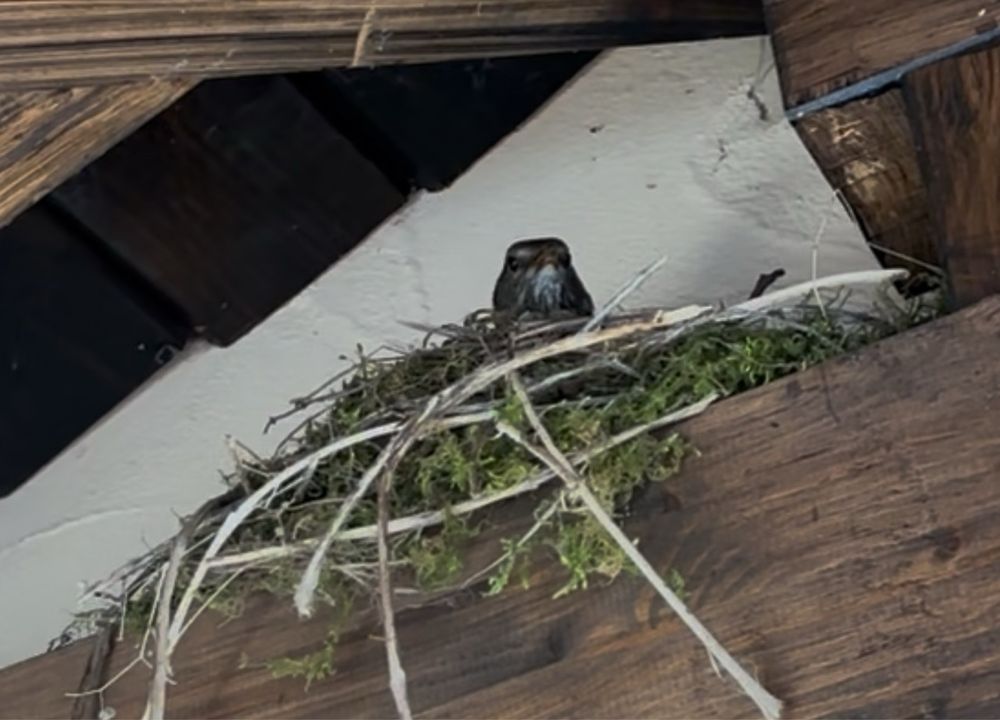 Vogelnest auf einem Balken 