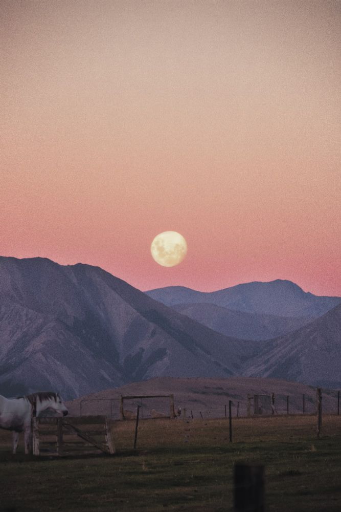 The scene shows a rural farm landscape in the Southern Alps in New Zealand. The sun has just set, tinting the sky a soft salmon pink without any clouds. The moon is already rising and hangs just above the distant mountains. In the foreground, a single white horse is grazing, while a bunch of sheep occupy a more distant paddock. The mood is incredibly peaceful and serene.