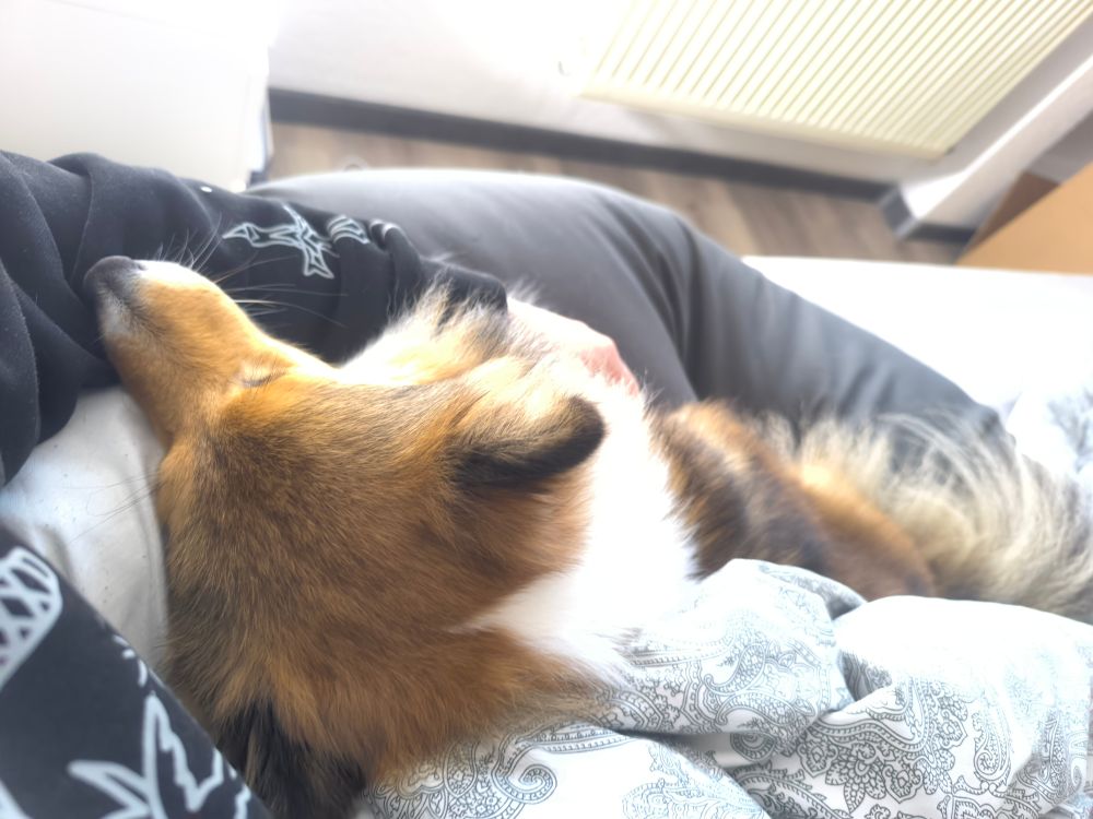 Hina being snug as a bug in a rug.