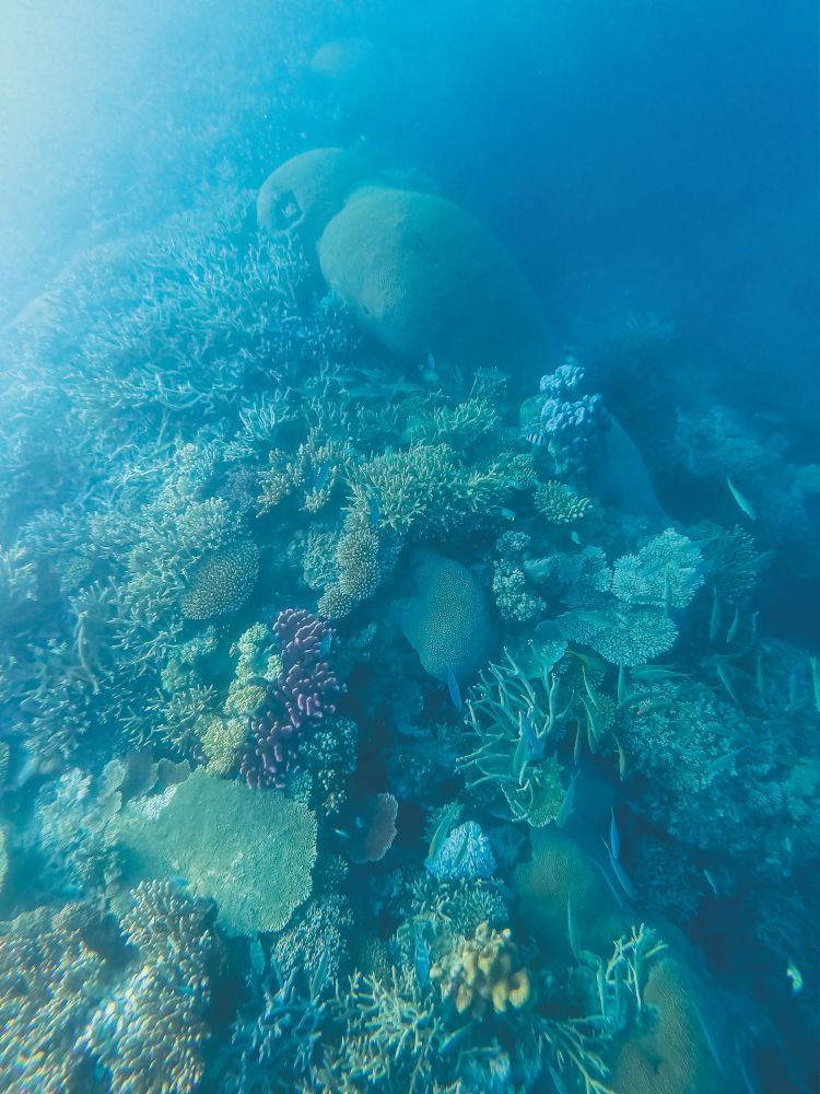The scene shows a coral reef underwater. As such, it is tinted blue, with some specks of colour coming from the vibrant purple and yellow corals. The reef is alive and healthy, full of many corals of different forms and sizes. In between, small fish dart about.