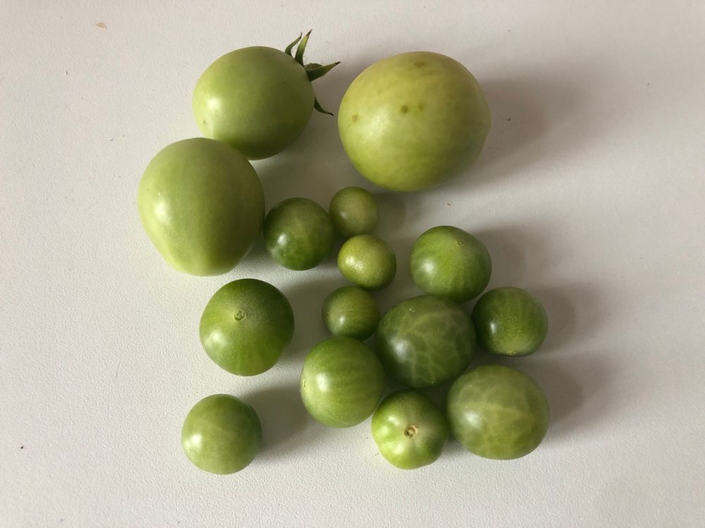 Auf einer weißen Tischplatte grüne Romana- und Kirschtomaten. 