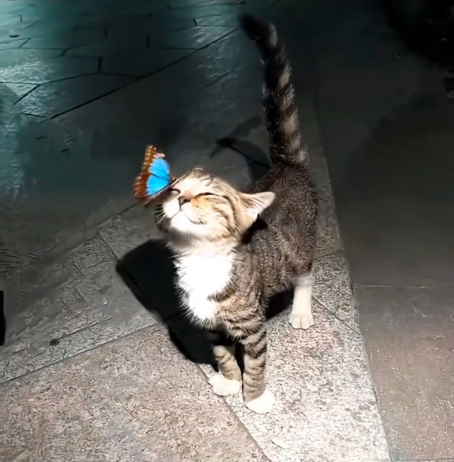 Katze mit Schmetterling auf Nase