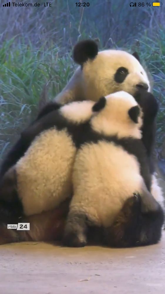 Pandazwillinge kuscheln mit Mamapanda