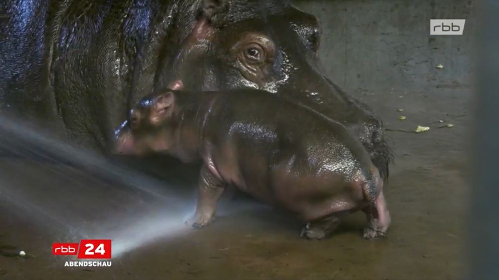 Flußpferdbaby und Flußpferdmama 