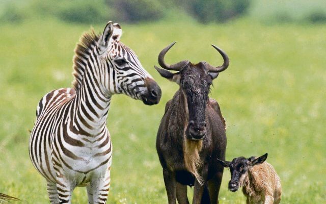 Zebra und afrikanisches Rind mit Kalb