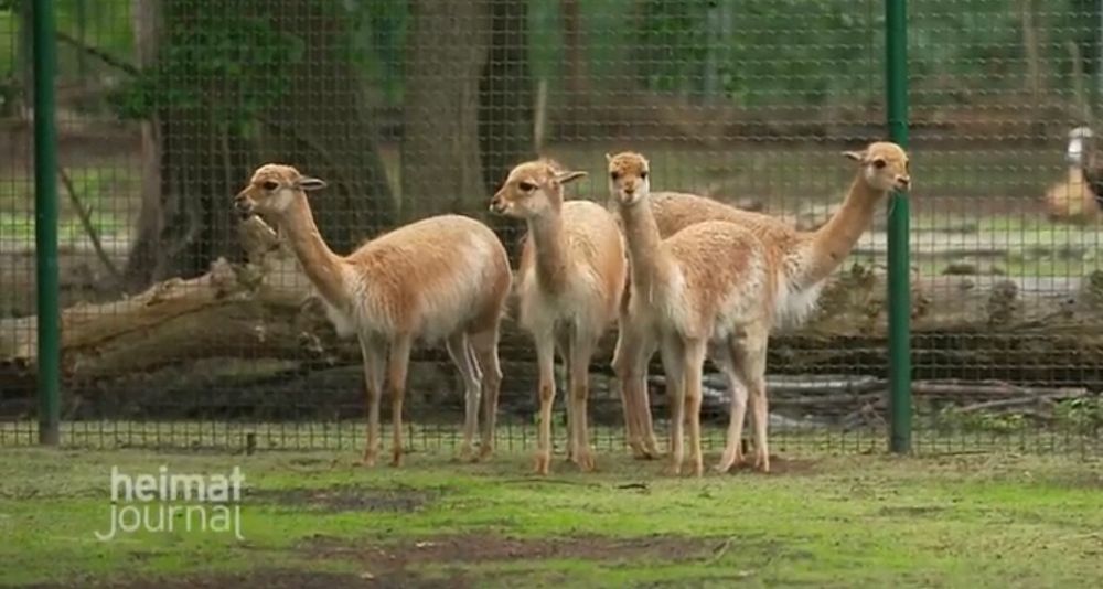 Vier Lamas