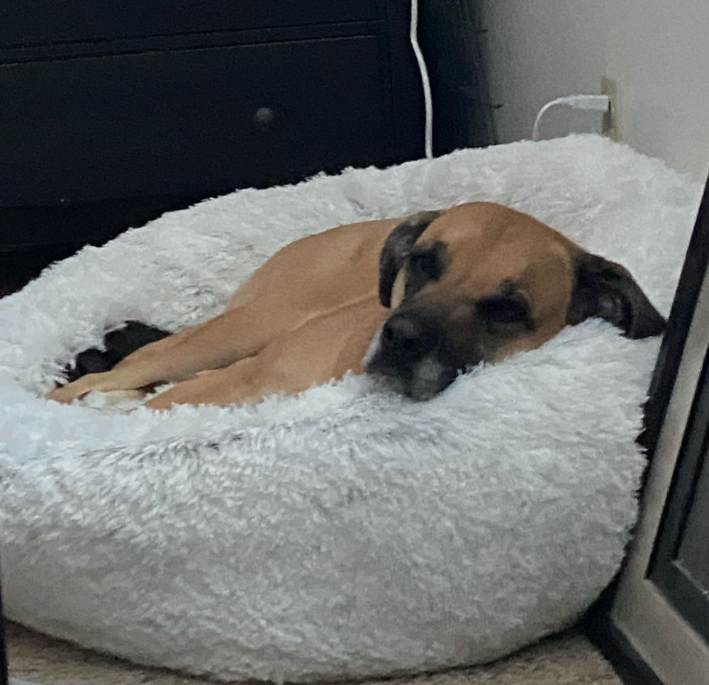 Lola a tanned dog snuggled in a marshmallow bed. She doesn’t want to wake up! 
